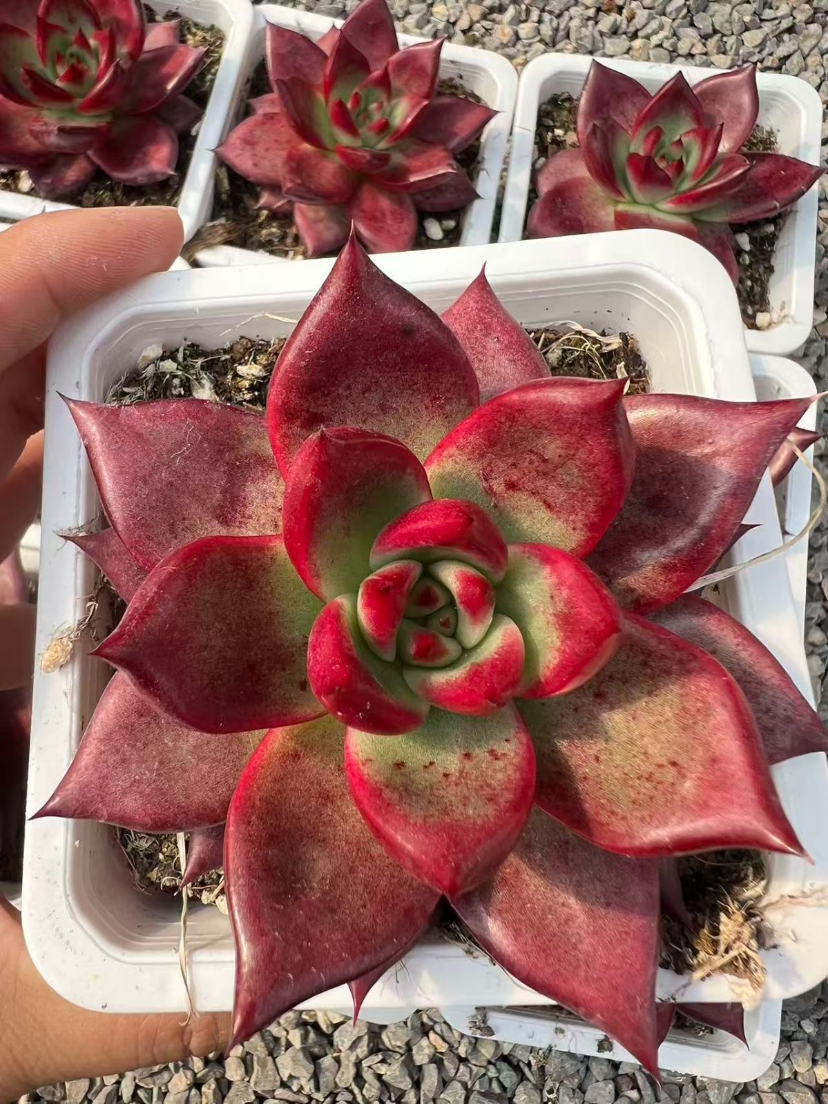 25株 レッドソウル 多肉植物 エケベリア セダム アエオニウム グラプトペタルム 韓国苗 寄せ植え YP 86