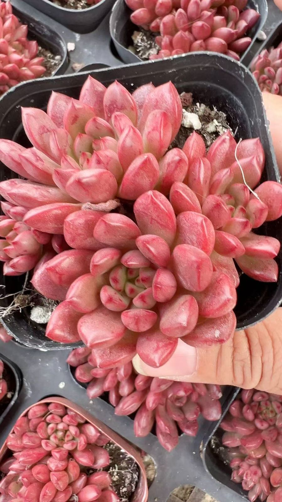 50株 ルビー 多肉植物 エケベリア セダム アエオニウム グラプトペタルム 韓国苗 寄せ植え YP 112