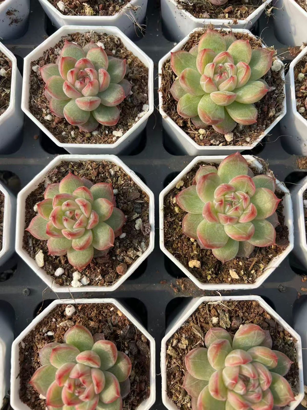 50株×セッカジェニー 多肉植物 エケベリア セダム アエオニウム グラプトペタルム 韓国苗 寄せ植え YP 81