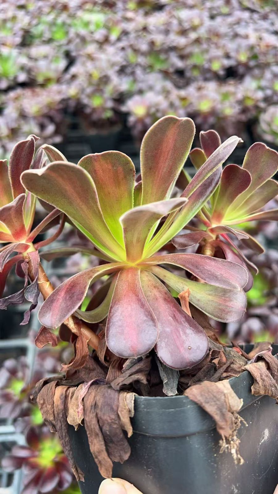 18株 ハナ 多肉植物 エケベリア セダム アエオニウム グラプトペタルム 韓国苗 寄せ植え YP 181