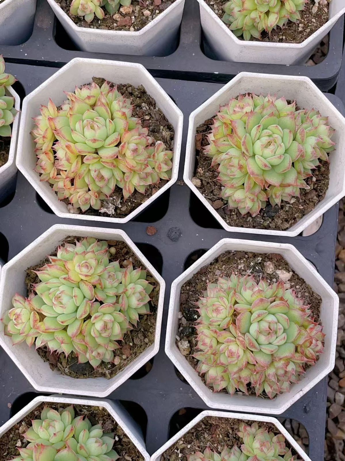 25株×グキムギワラ 多肉植物 エケベリア セダム アエオニウム グラプトペタルム 韓国苗 寄せ植え YP 127