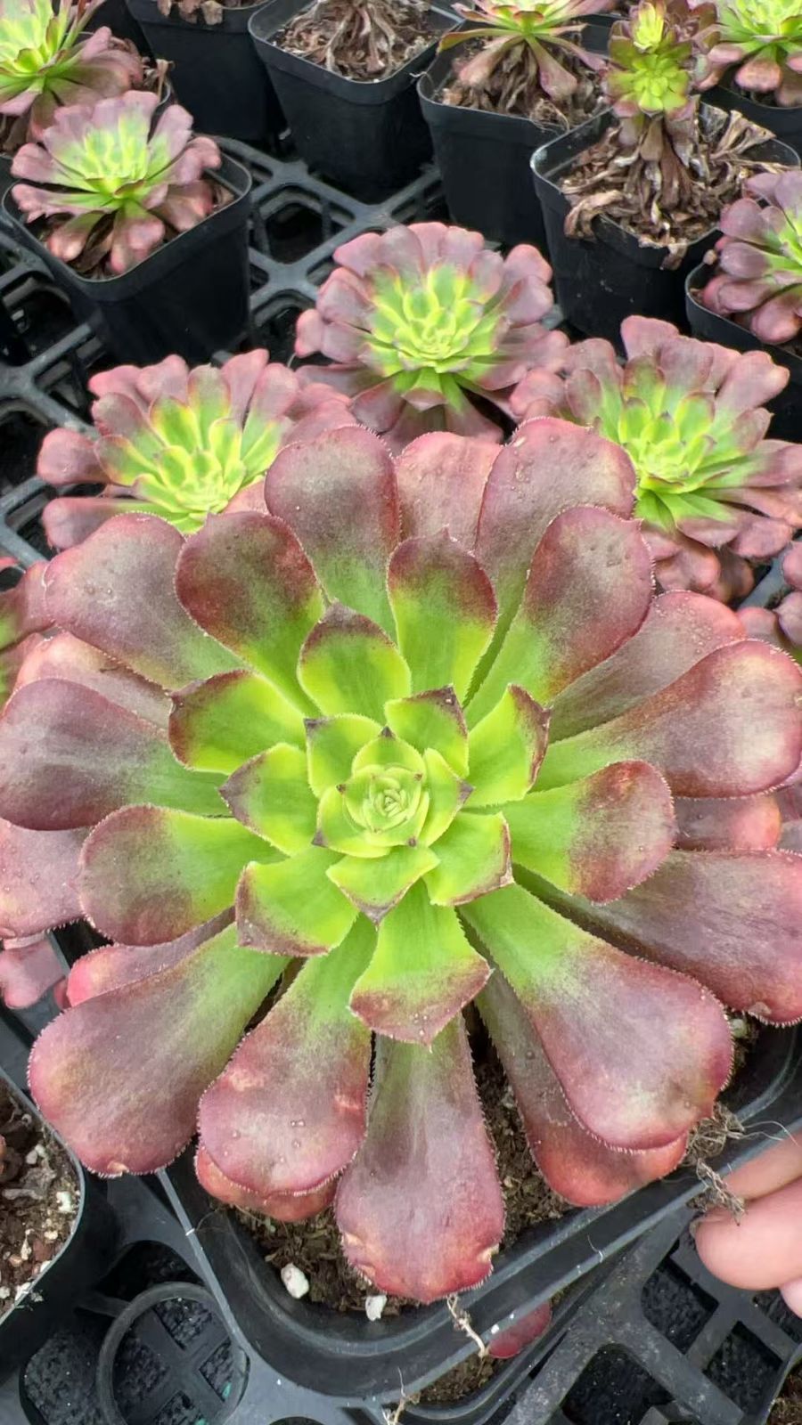 18株×ブテンキ 多肉植物 エケベリア セダム アエオニウム グラプトペタルム 韓国苗 寄せ植え YP 183