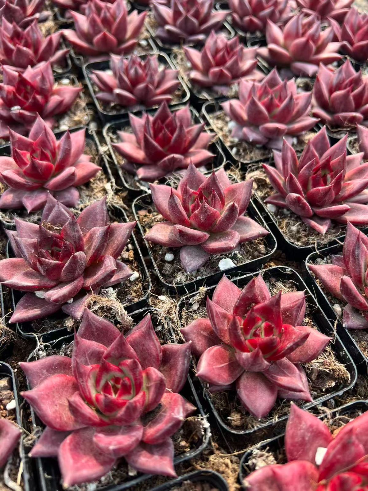 50株×レッドソウル 多肉植物 エケベリア セダム アエオニウム