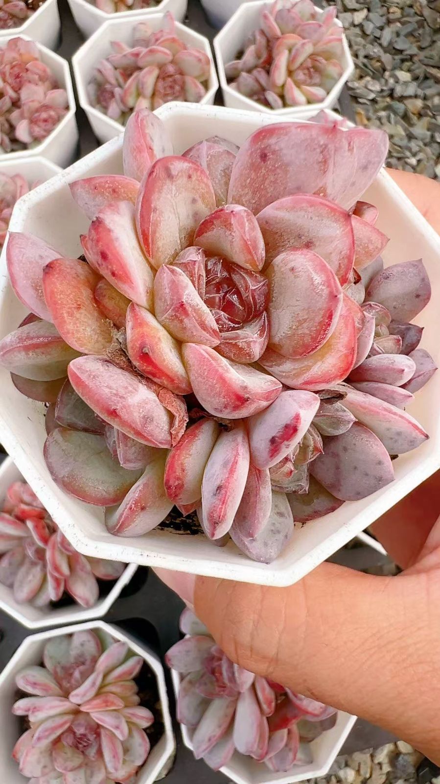 50株×スタージェニー 多肉植物 エケベリア セダム アエオニウム グラプトペタルム 韓国苗 寄せ植え YP 114