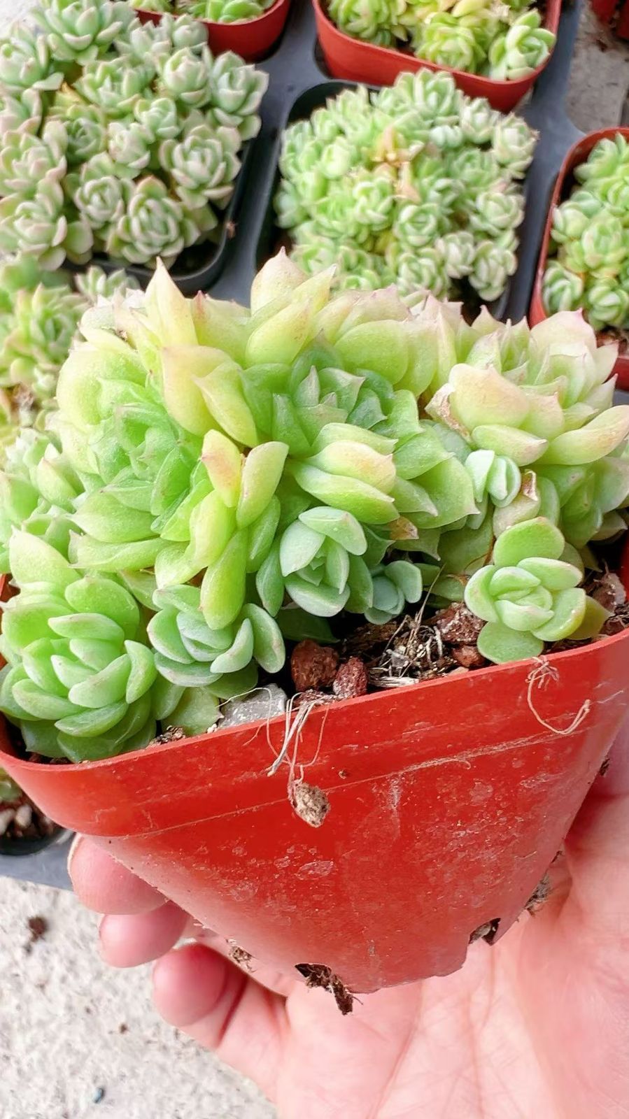 50株×ムギワラ 多肉植物 エケベリア セダム アエオニウム グラプトペタルム 韓国苗 寄せ植え YP 115