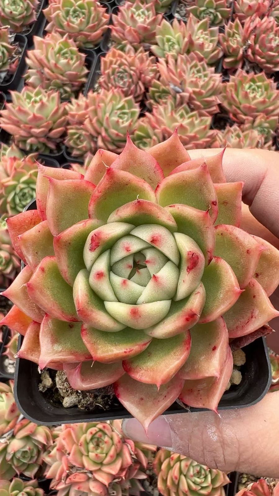 50株 チンジャオ 多肉植物 エケベリア セダム アエオニウム グラプトペタルム 韓国苗 寄せ植え YP 102