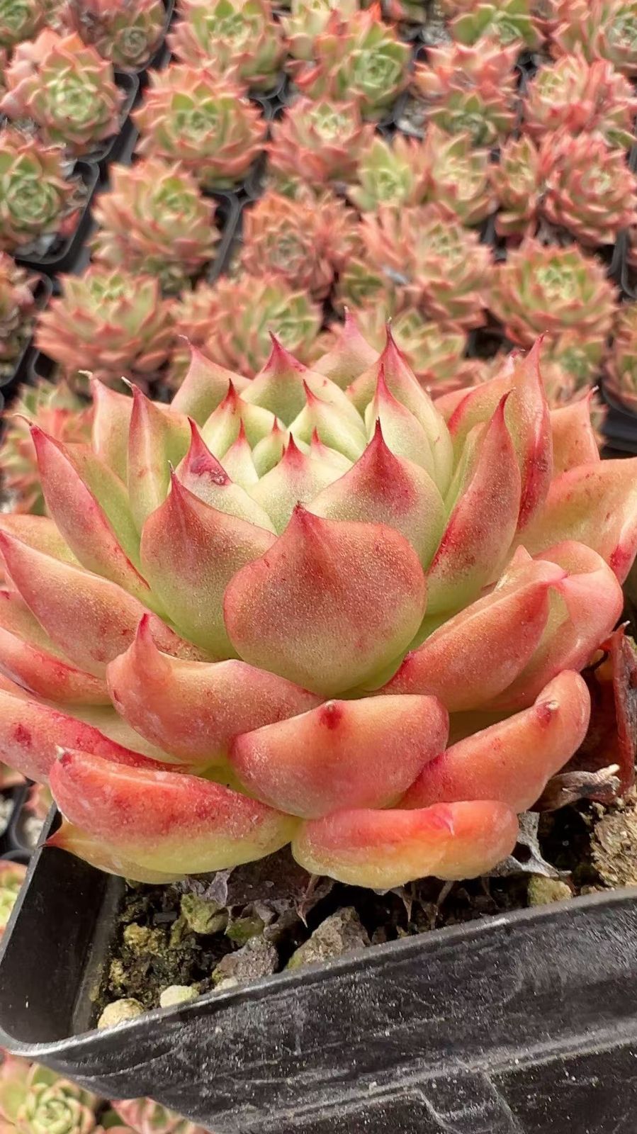 50株×チンジャオ 多肉植物 エケベリア セダム アエオニウム グラプトペタルム 韓国苗 寄せ植え YP 102