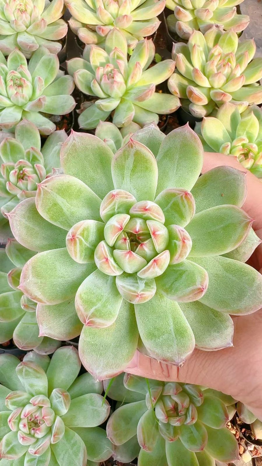 50株 セッカジェニー 多肉植物 エケベリア セダム アエオニウム グラプトペタルム 韓国苗 寄せ植え YP 111