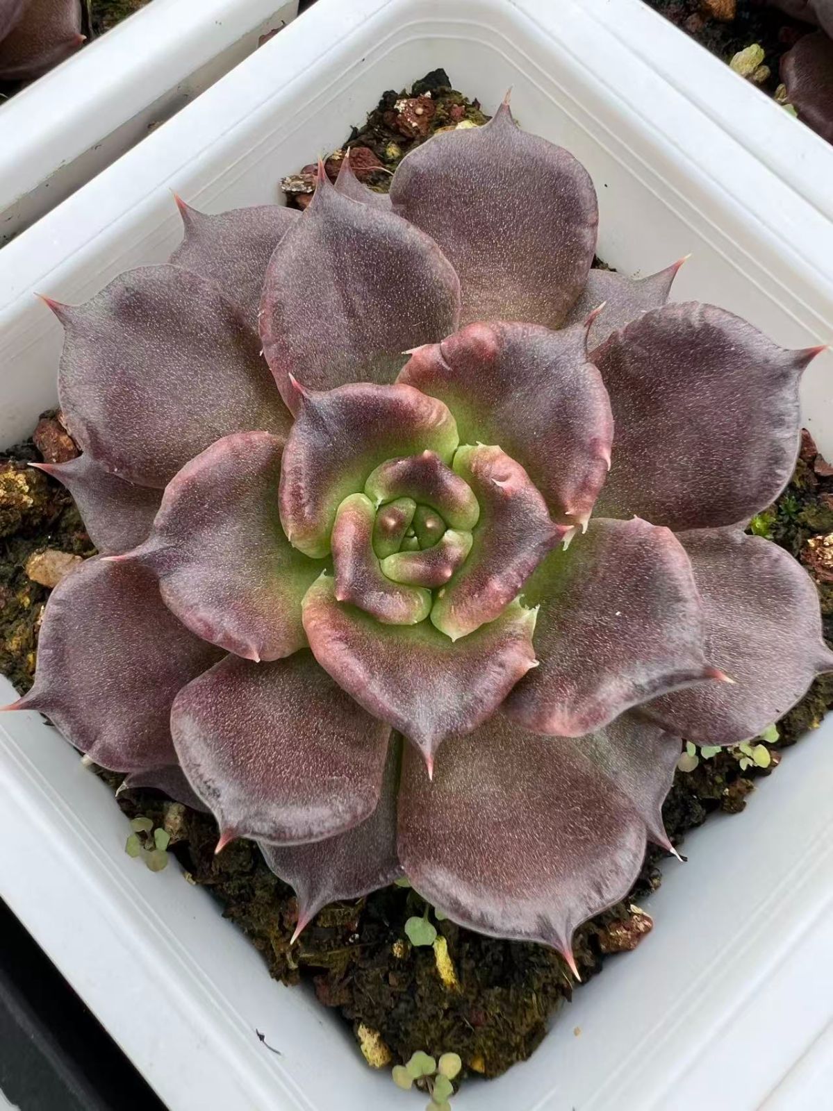 50株 ブラックギョウズノカワ 多肉植物 エケベリア セダム アエオニウム グラプトペタルム 韓国苗 寄せ植え YP 161