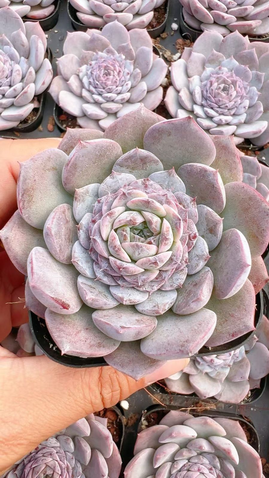 50株 アリィクイーン 多肉植物 エケベリア セダム アエオニウム グラプトペタルム 韓国苗 寄せ植え YP 116