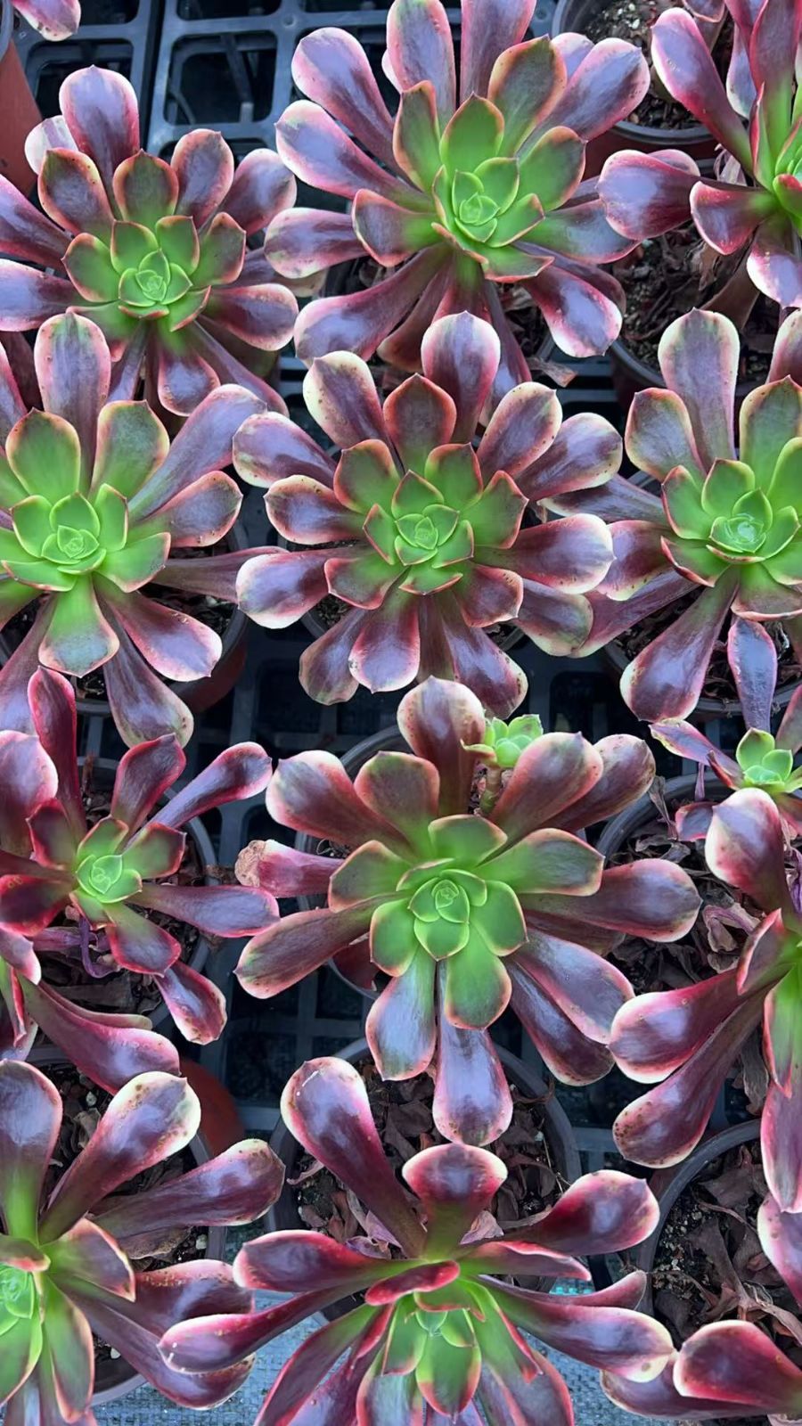 18株×オウカレイ 多肉植物 エケベリア セダム アエオニウム グラプトペタルム 韓国苗 寄せ植え YP 182