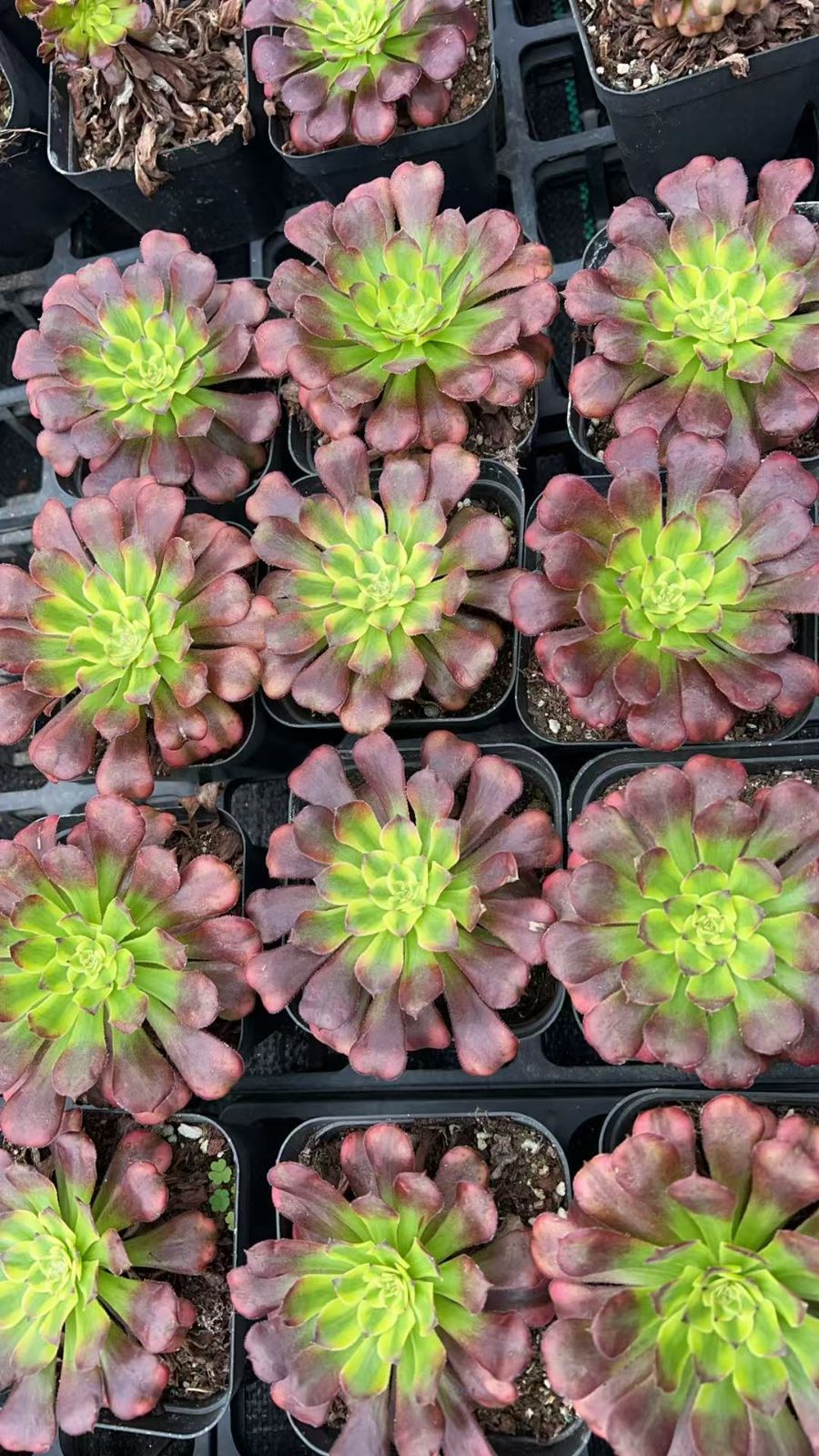 18株×ブテンキ 多肉植物 エケベリア セダム アエオニウム グラプトペタルム 韓国苗 寄せ植え YP 183