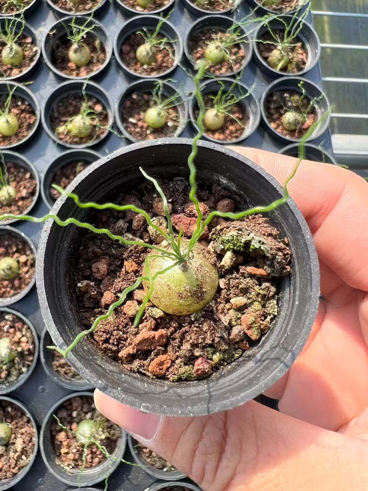 25株 テディシラー 多肉植物 エケベリア セダム アエオニウム グラプトペタルム 韓国苗 寄せ植え YP 122