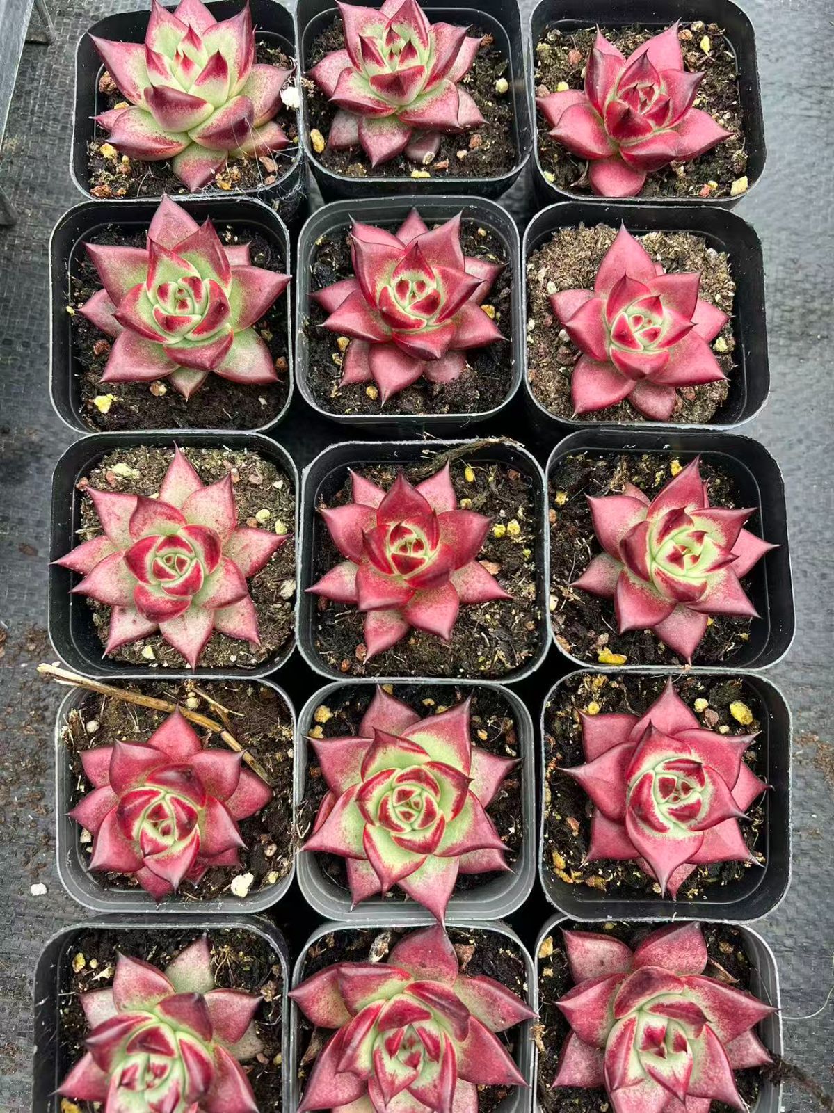 50株×コウダン 多肉植物 エケベリア セダム アエオニウム グラプトペタルム 韓国苗 寄せ植え YP 96