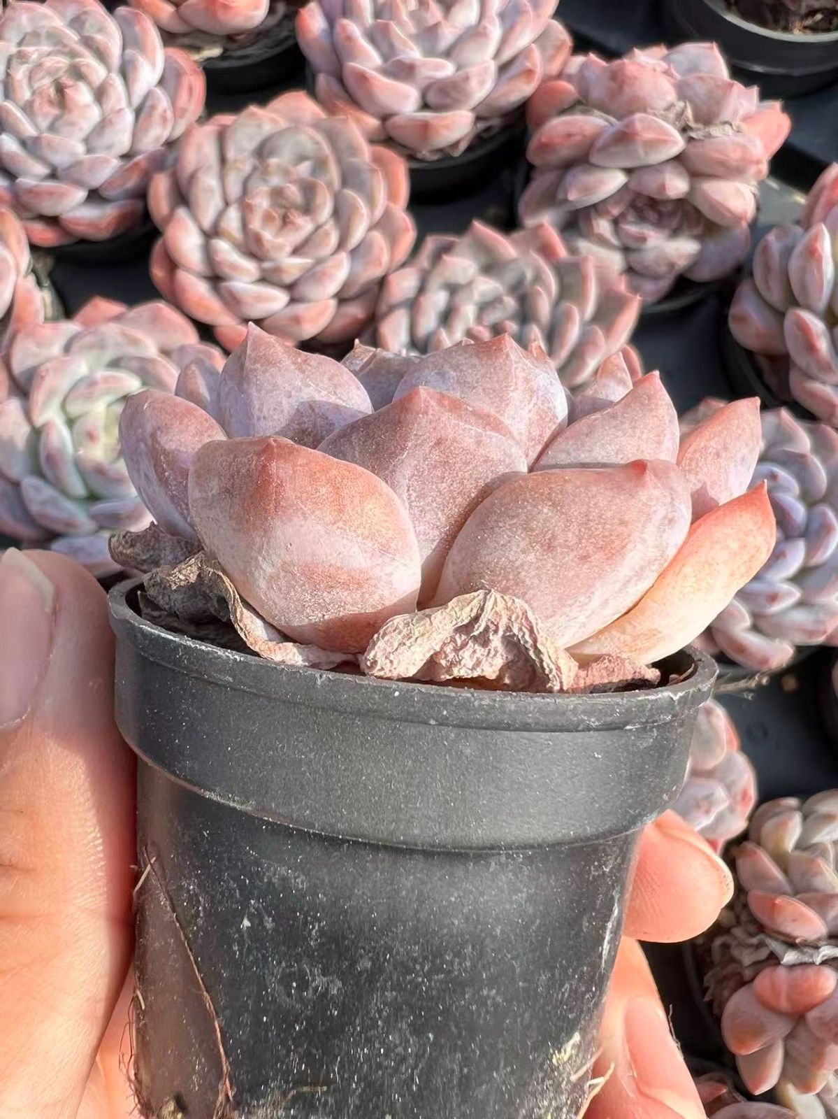 50株×シンシン 多肉植物 エケベリア セダム アエオニウム グラプトペタルム 韓国苗 寄せ植え YP 126