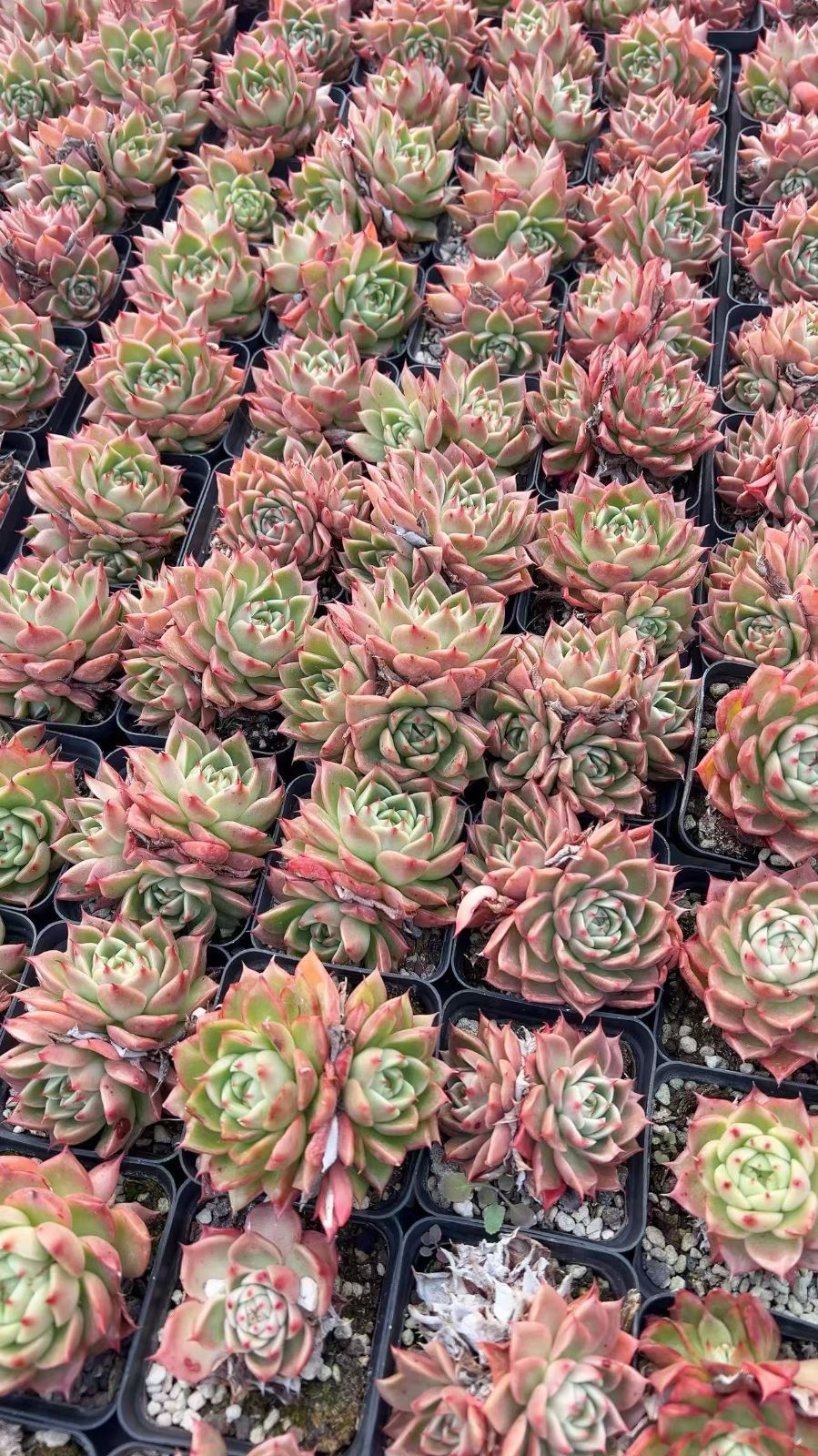 50株×チンジャオ 多肉植物 エケベリア セダム アエオニウム グラプトペタルム 韓国苗 寄せ植え YP 102