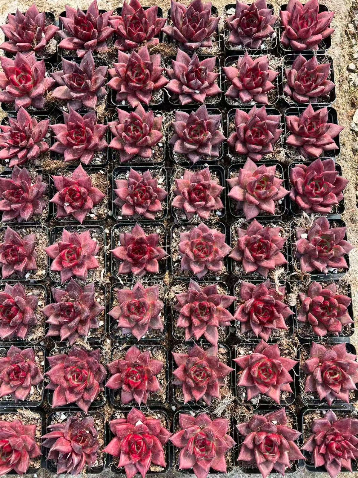 50株×レッドソウル 多肉植物 エケベリア セダム アエオニウム グラプトペタルム 韓国苗 寄せ植え YP 91