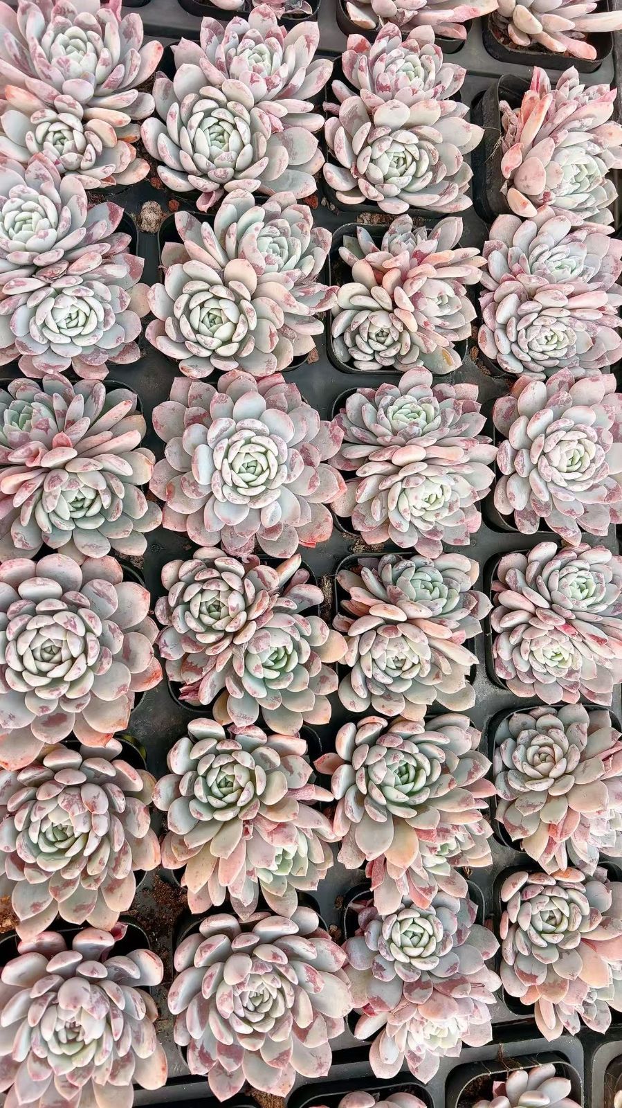 50株×サーモン 多肉植物 エケベリア セダム アエオニウム グラプトペタルム 韓国苗 寄せ植え YP 107