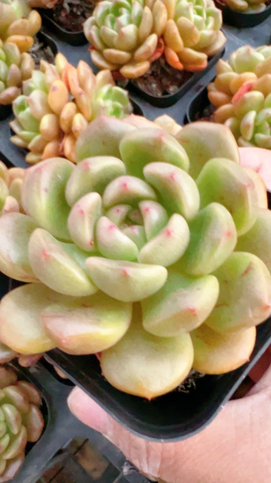 50株 タイヘイチョウ 多肉植物 エケベリア セダム アエオニウム グラプトペタルム 韓国苗 寄せ植え YP 110