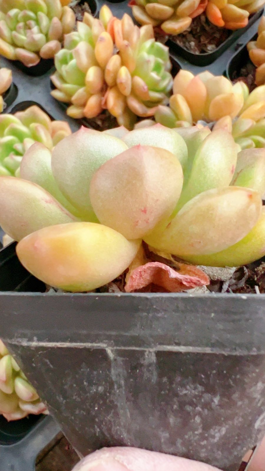 50株×タイヘイチョウ 多肉植物 エケベリア セダム アエオニウム グラプトペタルム 韓国苗 寄せ植え YP 110