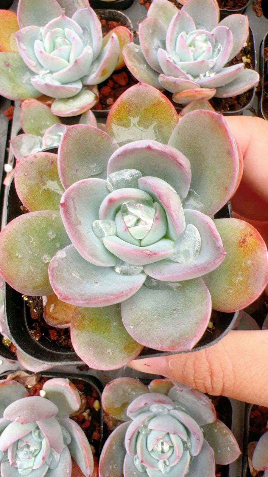 50株×ブルラン 多肉植物 エケベリア セダム アエオニウム グラプトペタルム 韓国苗 寄せ植え YP 133