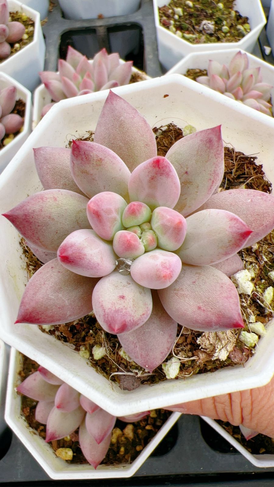 50株×キンギョヒメ 多肉植物 エケベリア セダム アエオニウム グラプトペタルム 韓国苗 寄せ植え YP 142