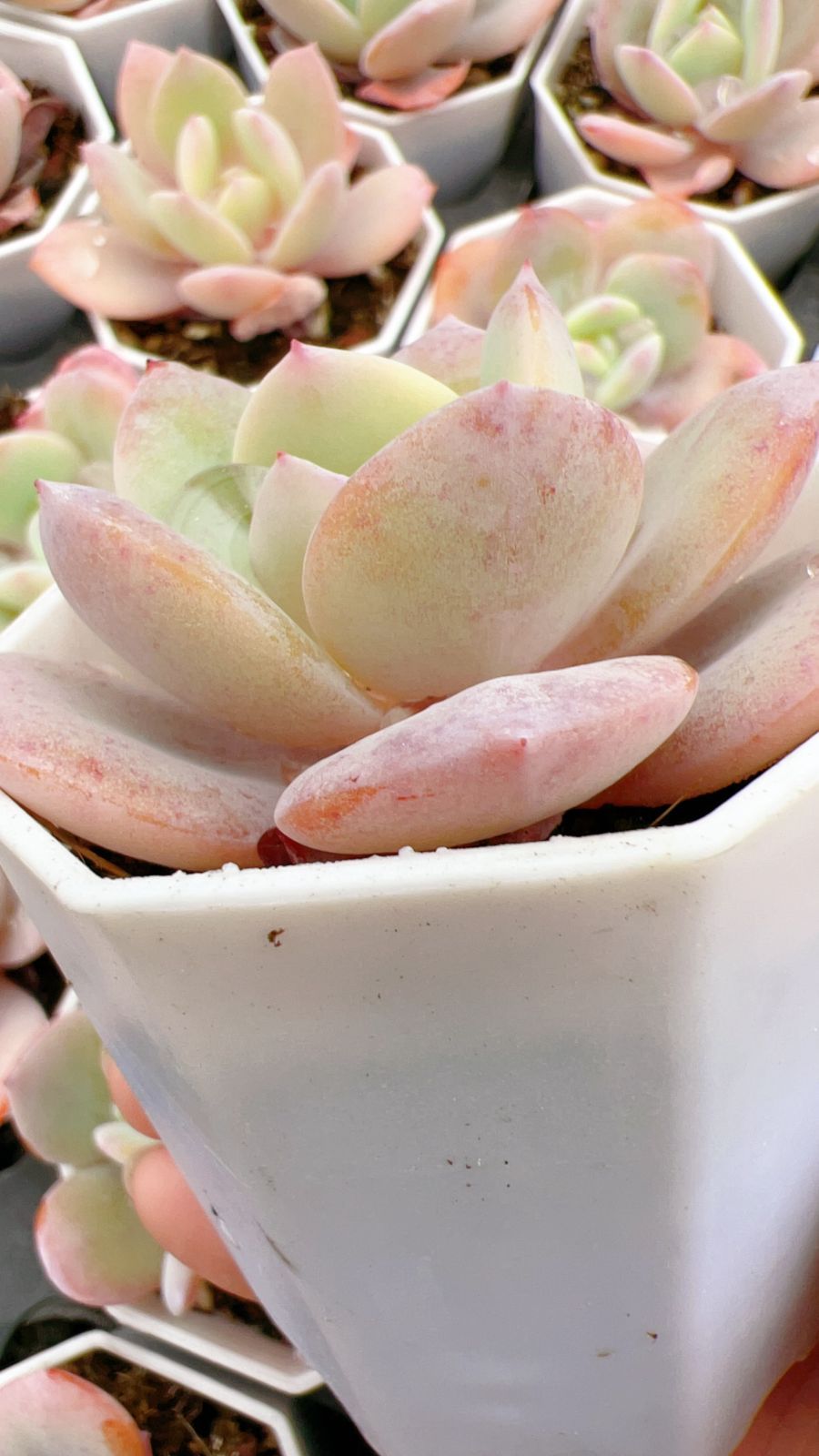 50株×ミルクティー 多肉植物 エケベリア セダム アエオニウム グラプトペタルム 韓国苗 寄せ植え YP 134