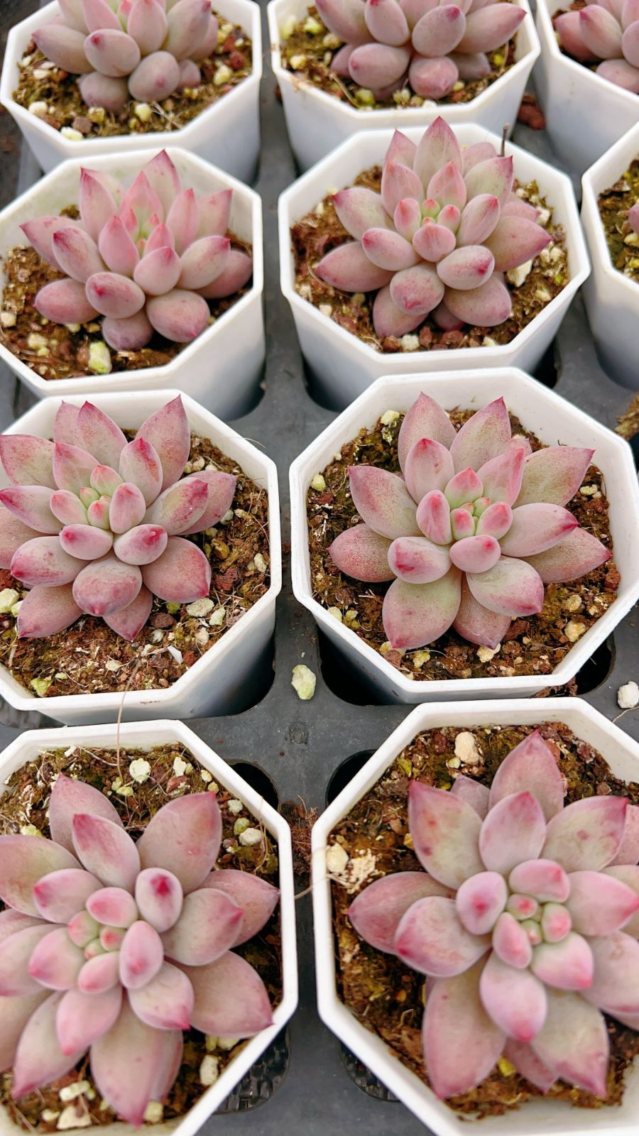 50株×キンギョヒメ 多肉植物