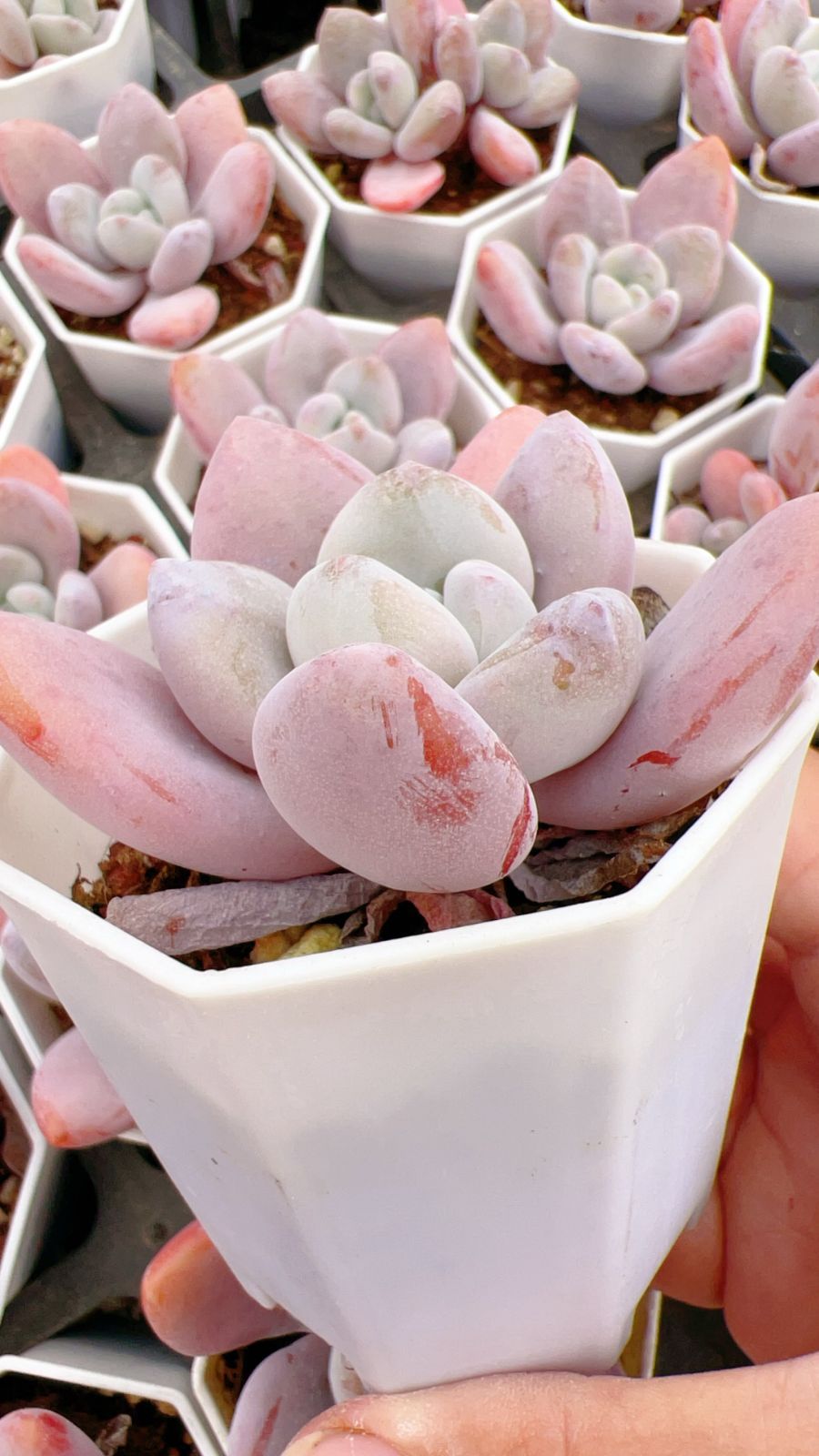 50株 ピンクラビット 多肉植物 エケベリア セダム アエオニウム グラプトペタルム 韓国苗 寄せ植え YP 166