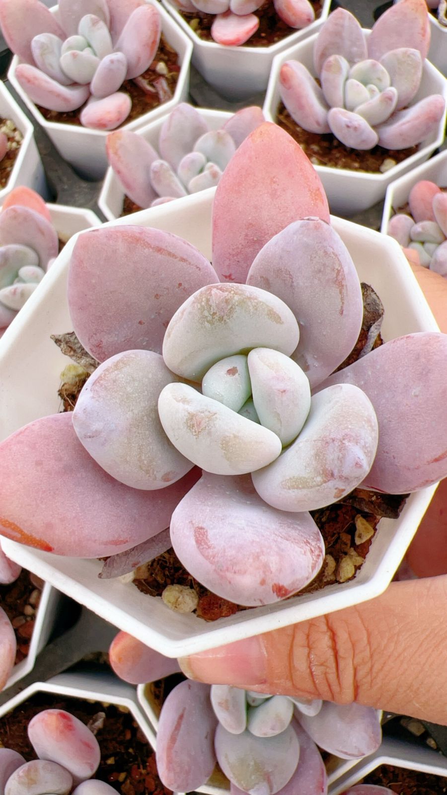 50株 ピンクラビット 多肉植物 エケベリア セダム アエオニウム グラプトペタルム 韓国苗 寄せ植え YP 166