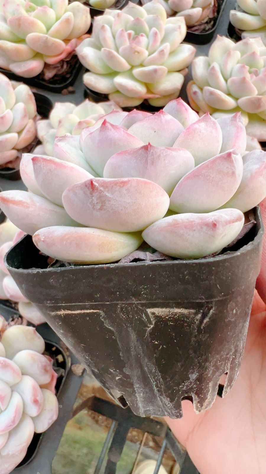 50株×ヒョウザトウ 多肉植物 エケベリア セダム アエオニウム グラプトペタルム 韓国苗 寄せ植え YP 108