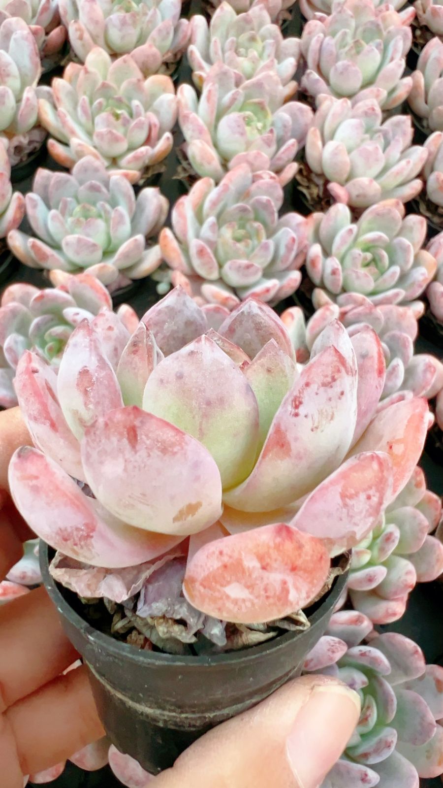 50株×オールスター 多肉植物 エケベリア セダム アエオニウム グラプトペタルム 韓国苗 寄せ植え YP 109