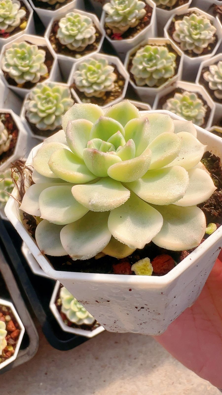 50株×ピンクマリオネット 多肉植物 エケベリア セダム アエオニウム グラプトペタルム 韓国苗 寄せ植え YP 128