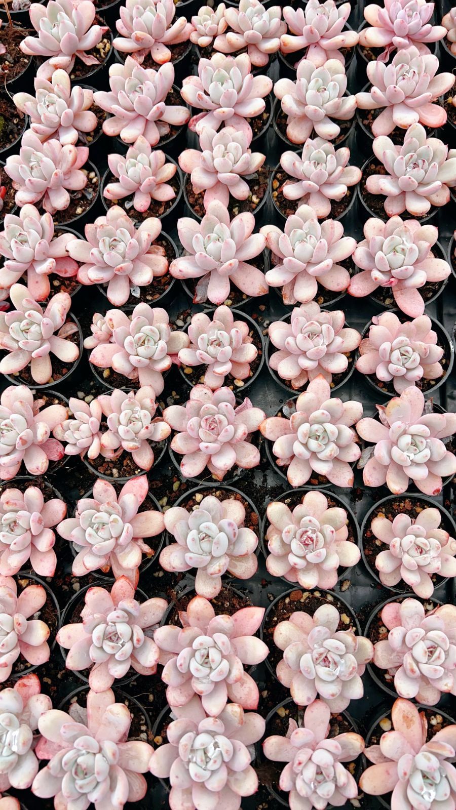 50株×ホシユキ 多肉植物 エケベリア セダム アエオニウム グラプトペタルム 韓国苗 寄せ植え YP 137