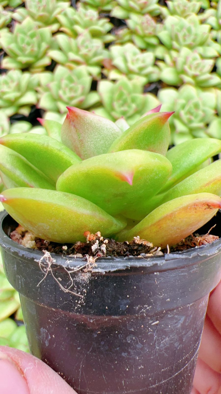 50株× 多肉植物 エケベリア セダム アエオニウム グラプトペタルム 韓国苗 寄せ植え YP 140