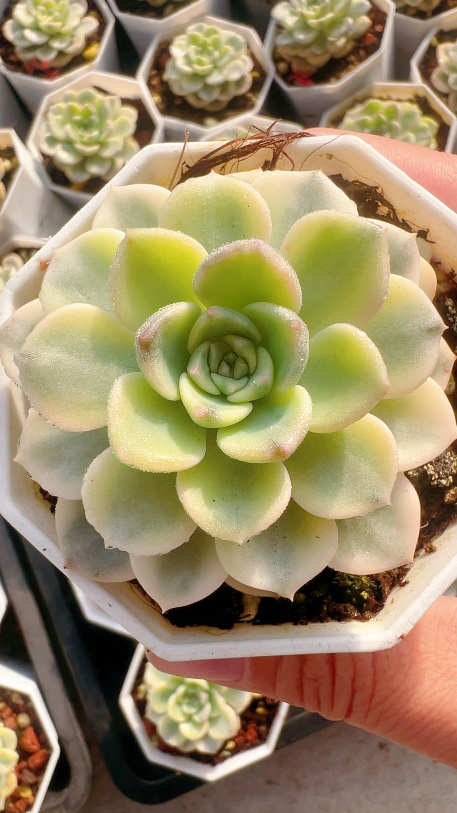 50株 ピンクマリオネット 多肉植物 エケベリア セダム アエオニウム グラプトペタルム 韓国苗 寄せ植え YP 128