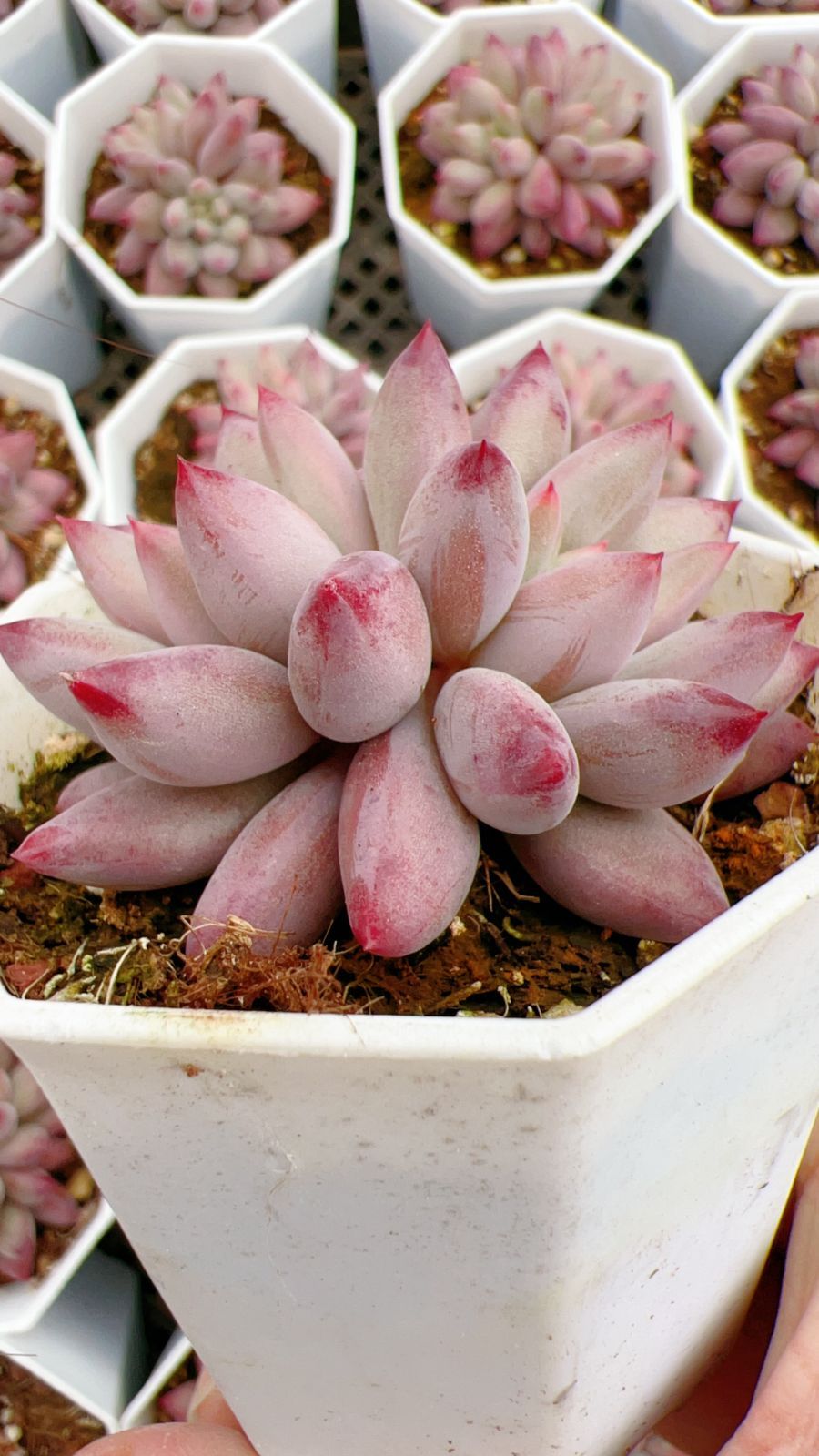 50株 キンギョヒメ 多肉植物 エケベリア セダム アエオニウム グラプトペタルム 韓国苗 寄せ植え YP 143