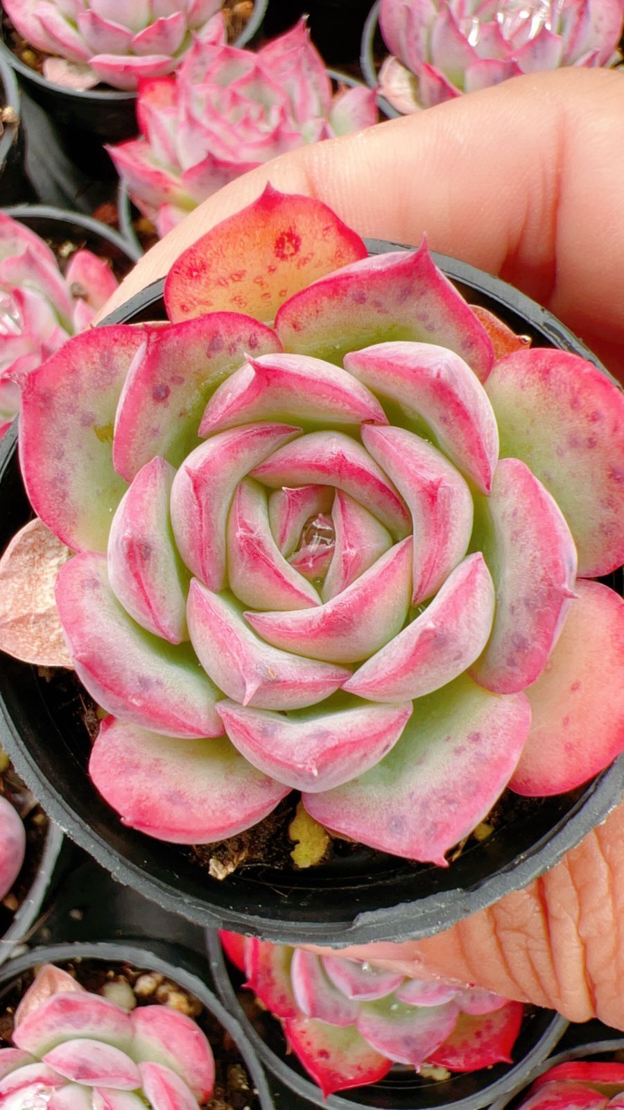 50株 ソクエイ 多肉植物 エケベリア セダム アエオニウム グラプトペタルム 韓国苗 寄せ植え YP 136