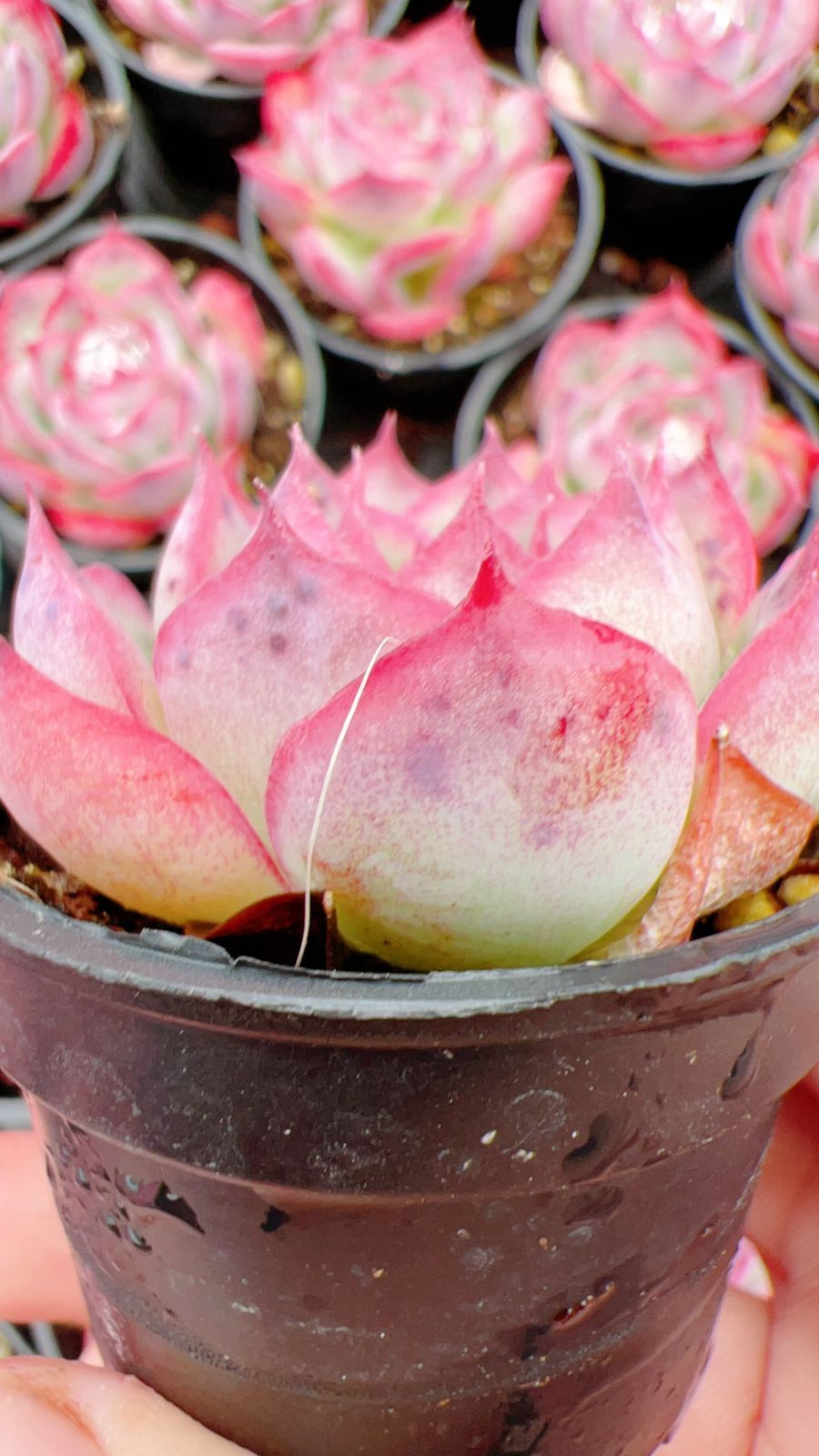 50株×ソクエイ 多肉植物 エケベリア セダム アエオニウム グラプトペタルム 韓国苗 寄せ植え YP 136