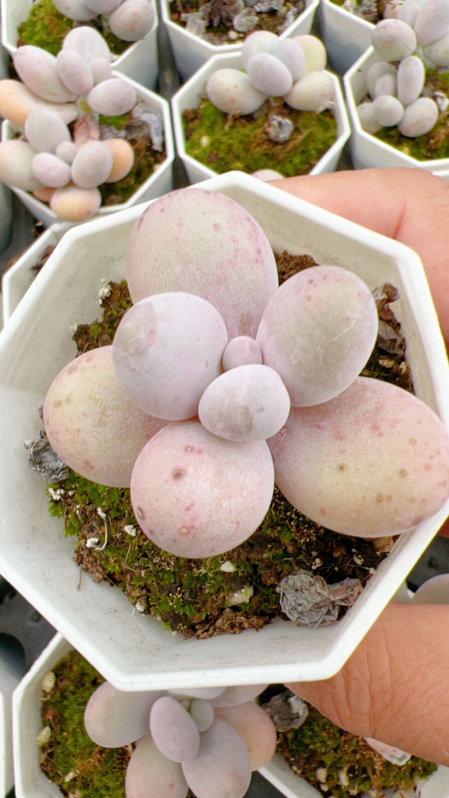 50株×チーズ 多肉植物 エケベリア セダム アエオニウム グラプトペタルム 韓国苗 寄せ植え YP 148