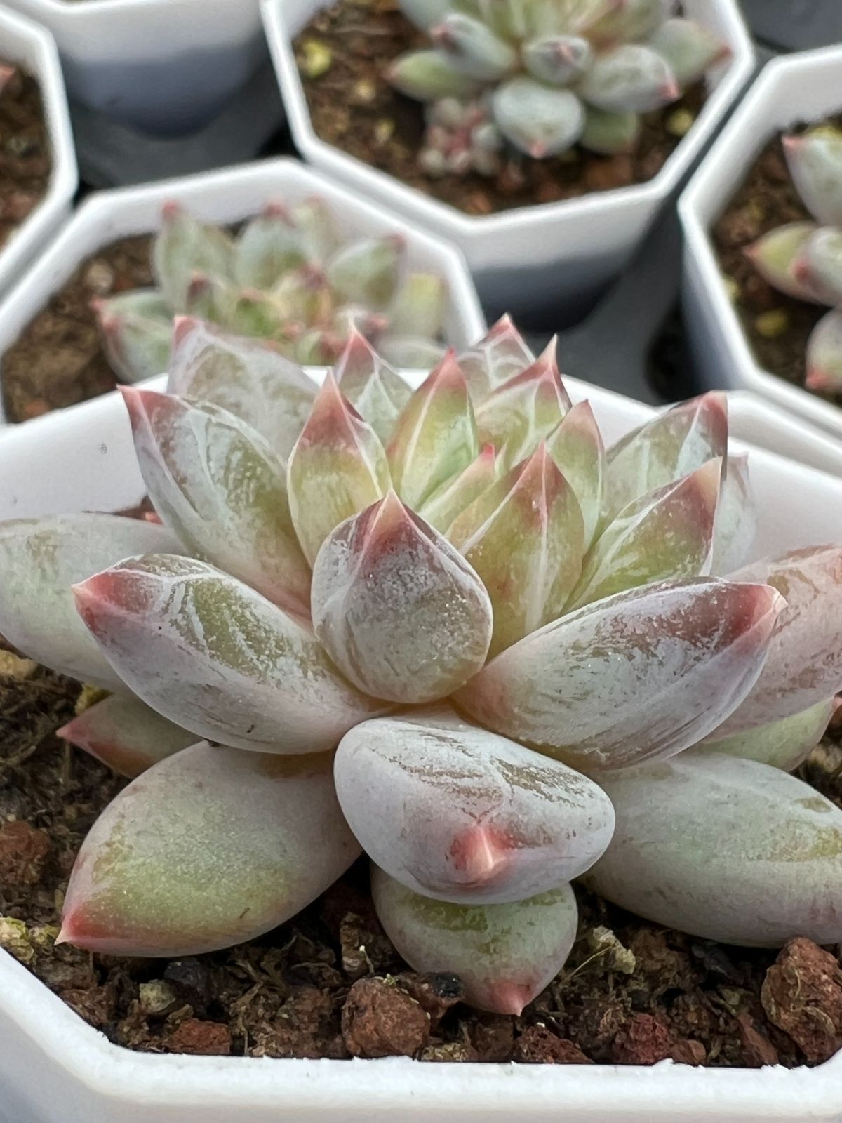 50株 ファントムビジン 多肉植物 エケベリア セダム アエオニウム グラプトペタルム 韓国苗 寄せ植え YP 151