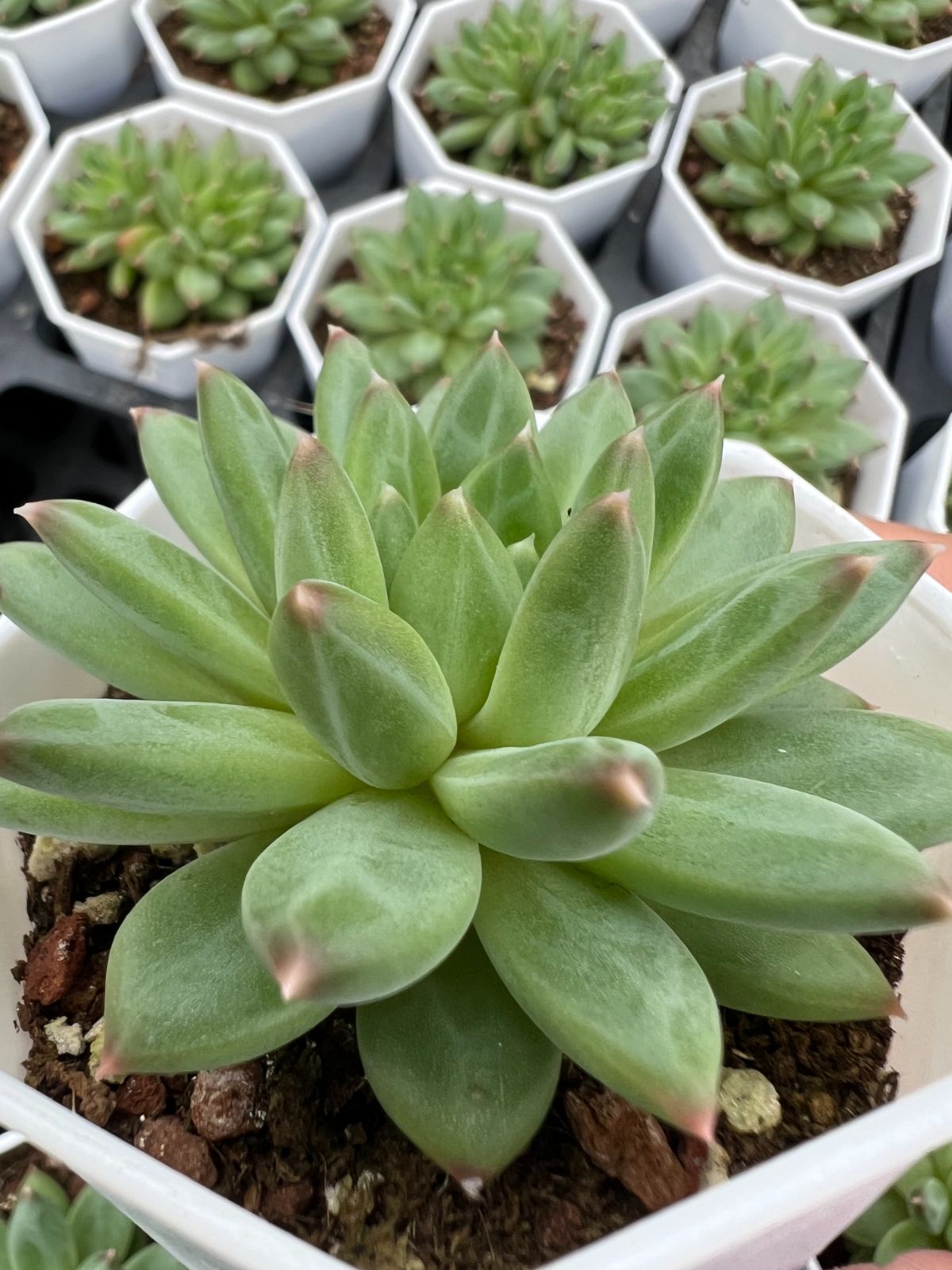 50株×コッコツモジ 多肉植物 エケベリア セダム アエオニウム グラプトペタルム 韓国苗 寄せ植え YP 152