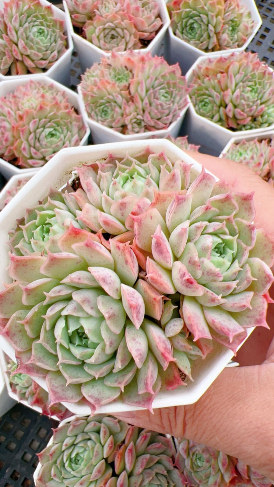 50株 シュサシ 多肉植物 エケベリア セダム アエオニウム グラプトペタルム 韓国苗 寄せ植え YP 153