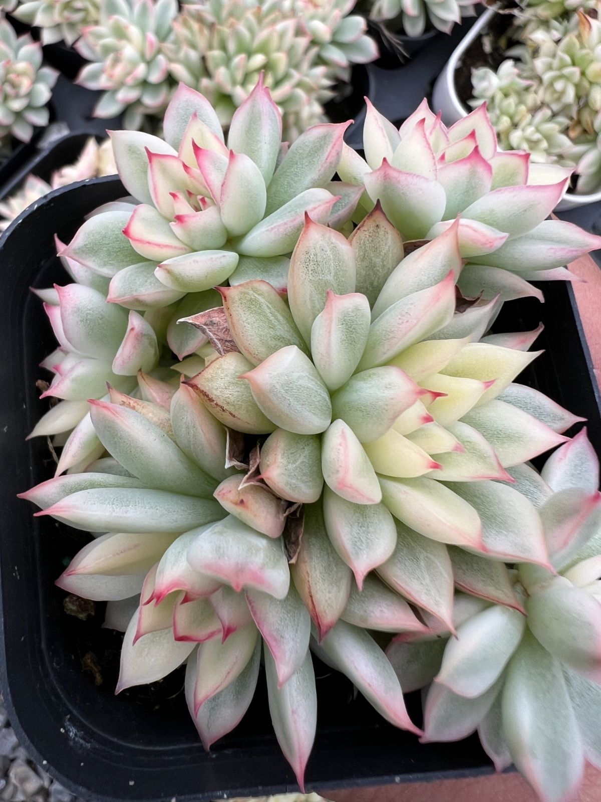 50株×メヒナニシキ 多肉植物 エケベリア セダム アエオニウム グラプトペタルム 韓国苗 寄せ植え YP 155