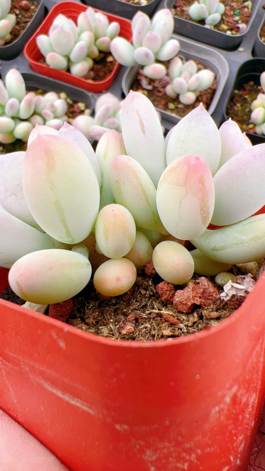 50株×アップルミルク 多肉植物 エケベリア セダム アエオニウム グラプトペタルム 韓国苗 寄せ植え YP 156