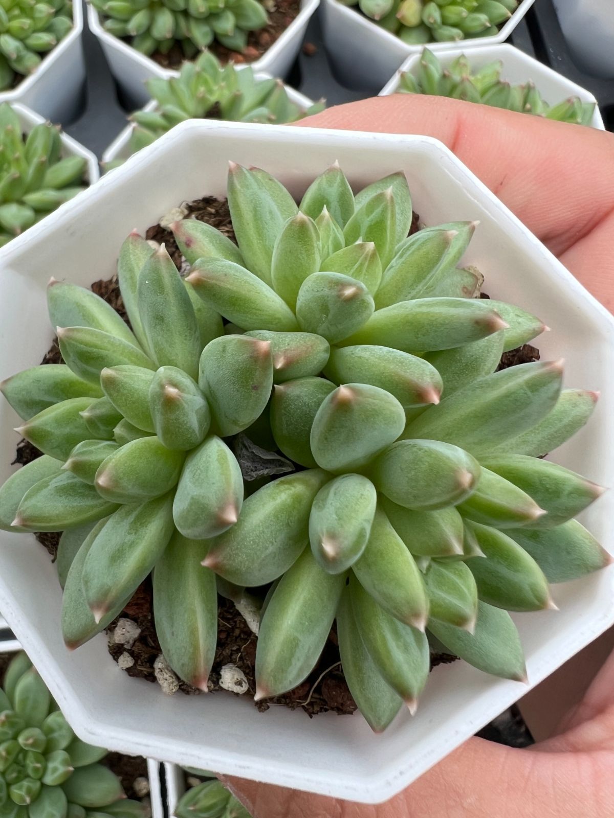 50株 コッコツモジ 多肉植物 エケベリア セダム アエオニウム グラプトペタルム 韓国苗 寄せ植え YP 159