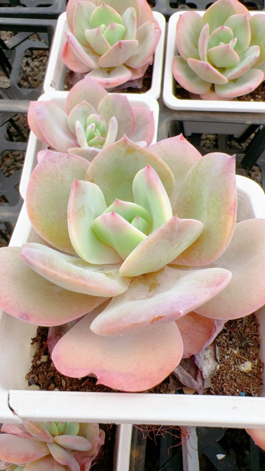 50株 ハクホウ 多肉植物 エケベリア セダム アエオニウム グラプトペタルム 韓国苗 寄せ植え YP 158