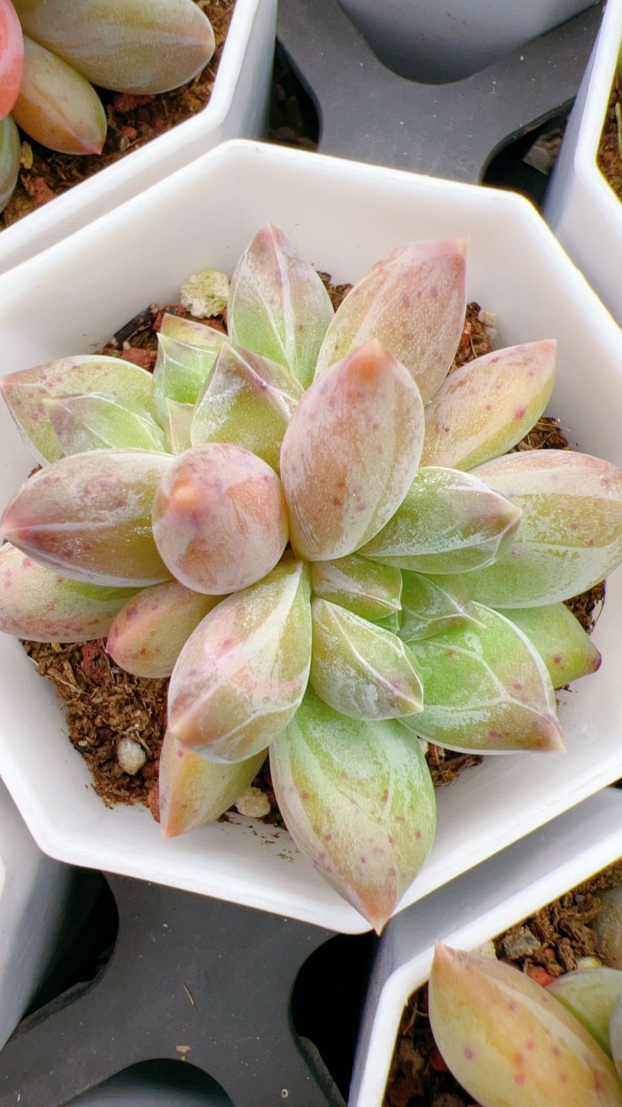 50株×チョウロウ 多肉植物 エケベリア セダム アエオニウム グラプトペタルム 韓国苗 寄せ植え YP 165