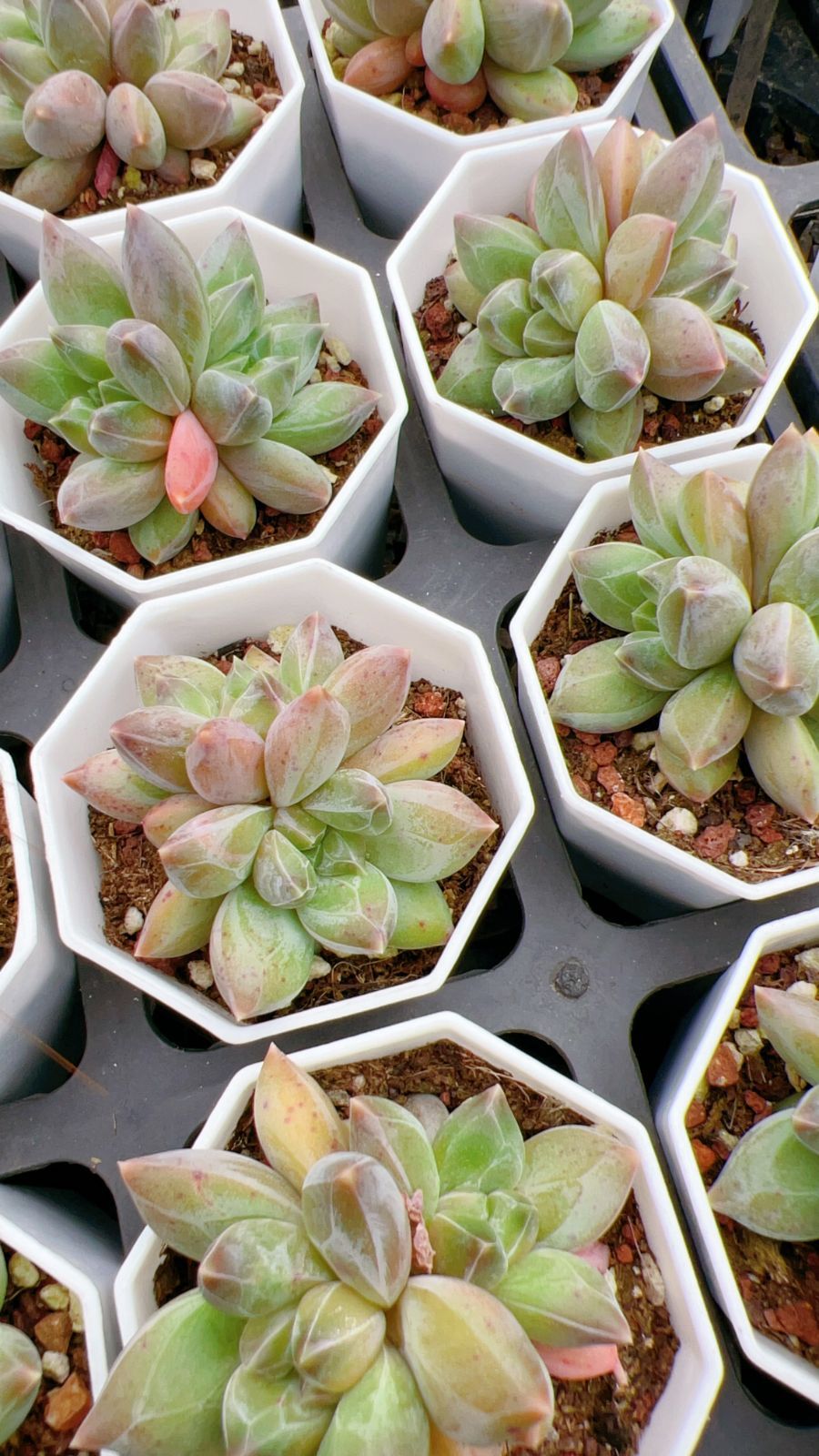 50株×チョウロウ 多肉植物 エケベリア セダム アエオニウム グラプトペタルム 韓国苗 寄せ植え YP 165