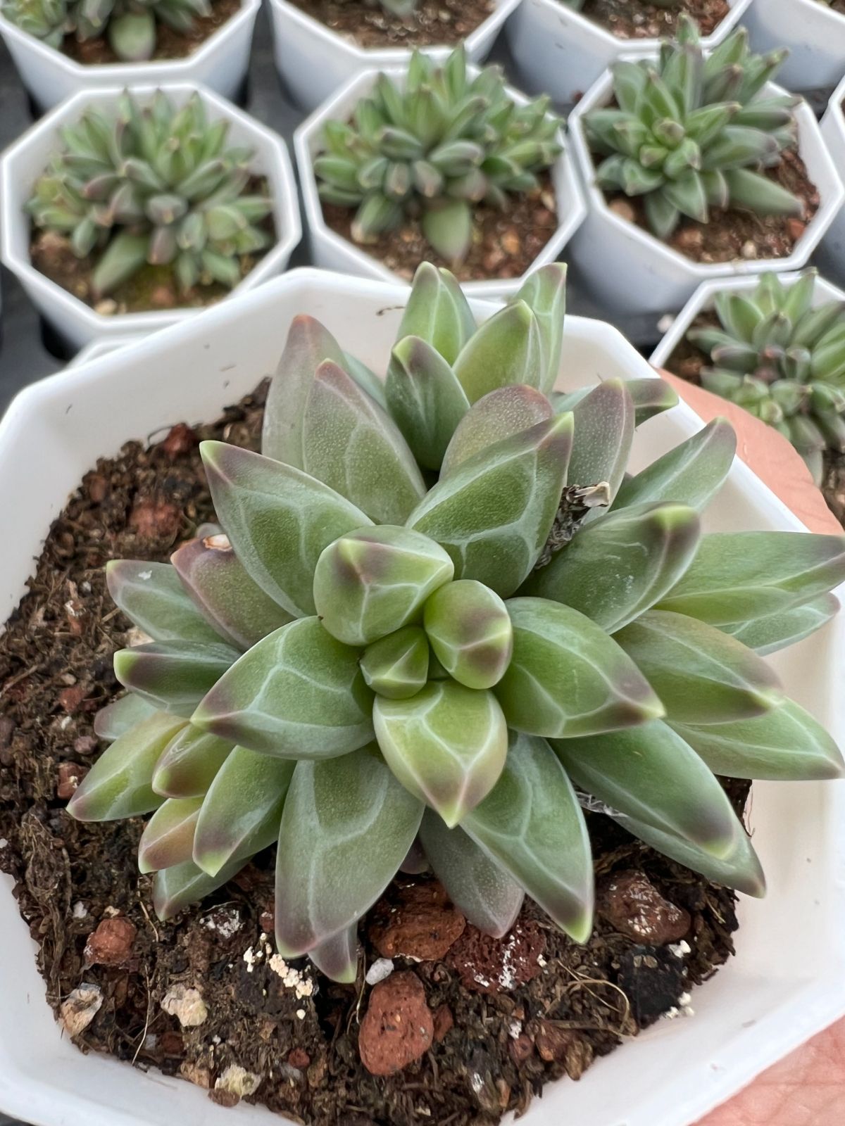 50株×ファンゴー 多肉植物 エケベリア セダム アエオニウム グラプトペタルム 韓国苗 寄せ植え YP 169